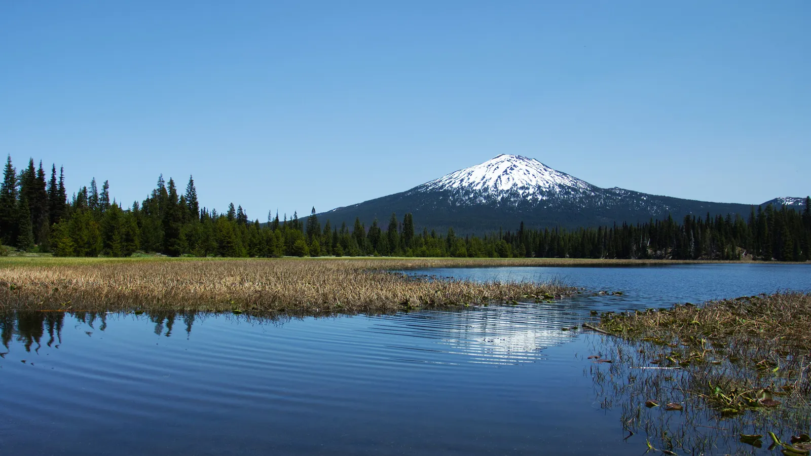 Still water and reeds on Hosmer Lake, with snow-capped Mount Bachelor behind