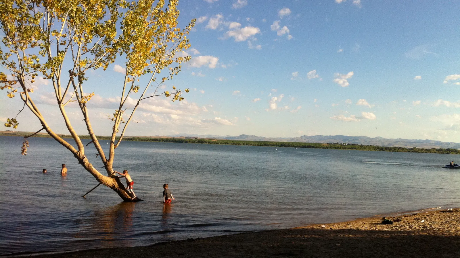 Swimmers around a tree standing in the shallows of Lake Lowell on a summer evening