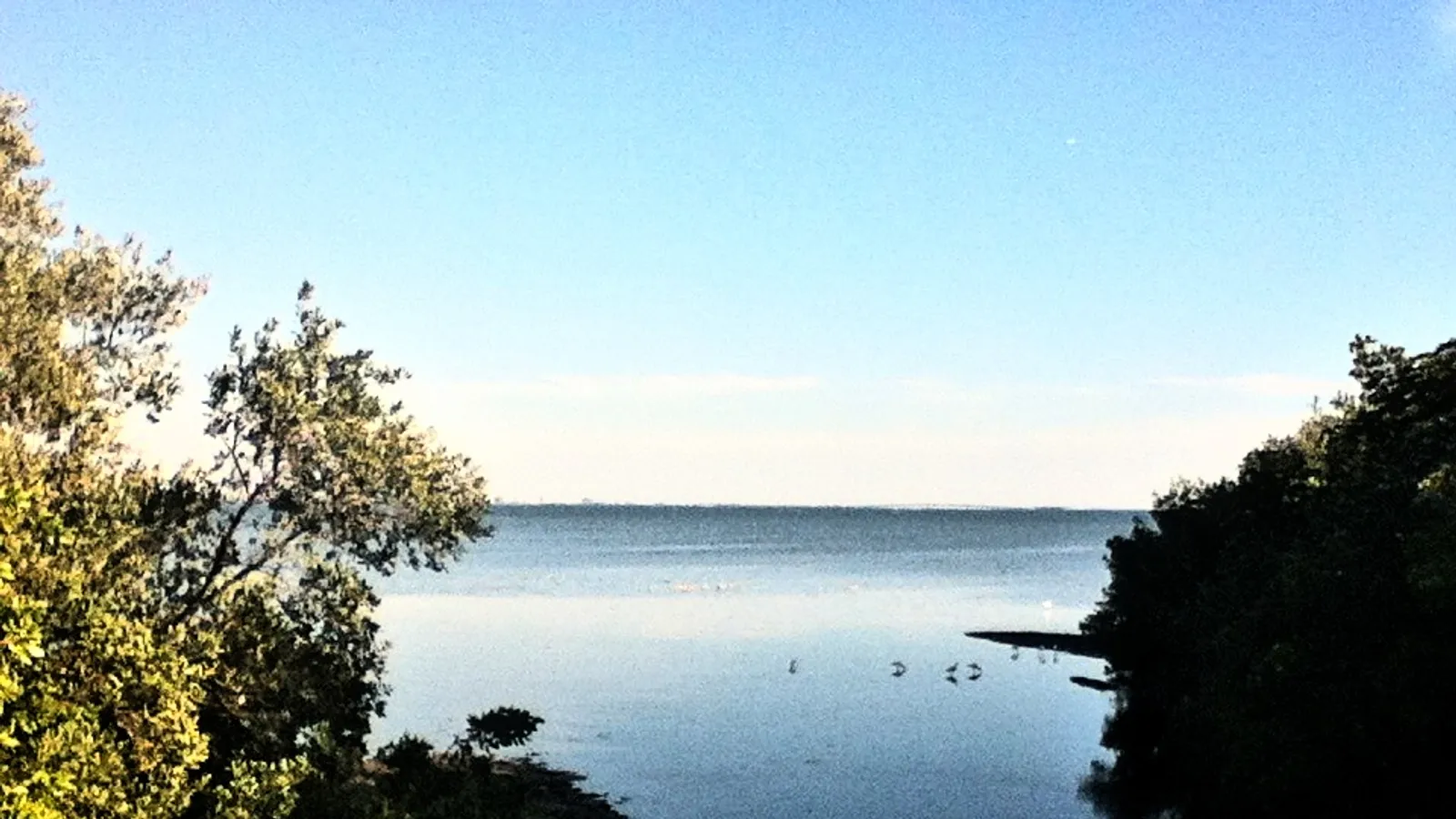 Mangroves framing a view of Old Tampa Bay from Philippe Park