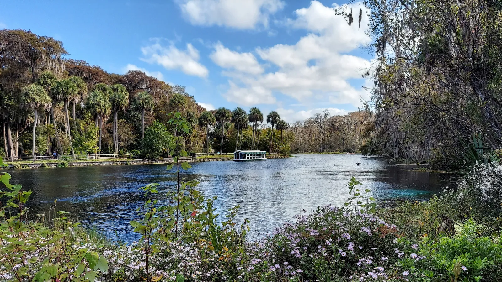 A glass-bottom boat on the Silver River at Silver Springs, with palms and flowers on the bank