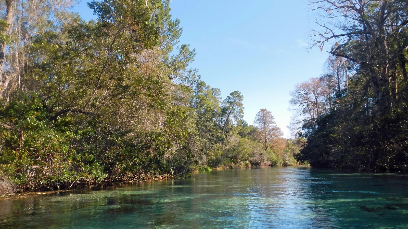 The clear, blue-green Weeki Wachee River winding between trees downstream of the spring