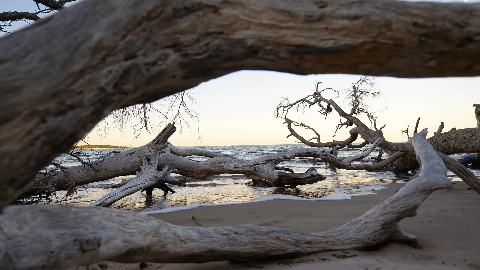 Bleached driftwood trees on the beach at Big Talbot Island State Park