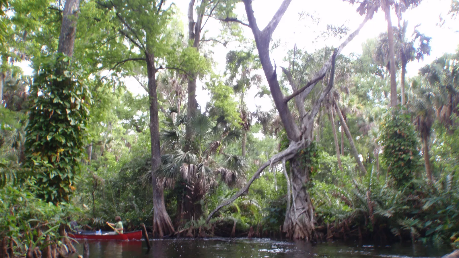 A canoe on the narrow, tree-lined upper Loxahatchee River
