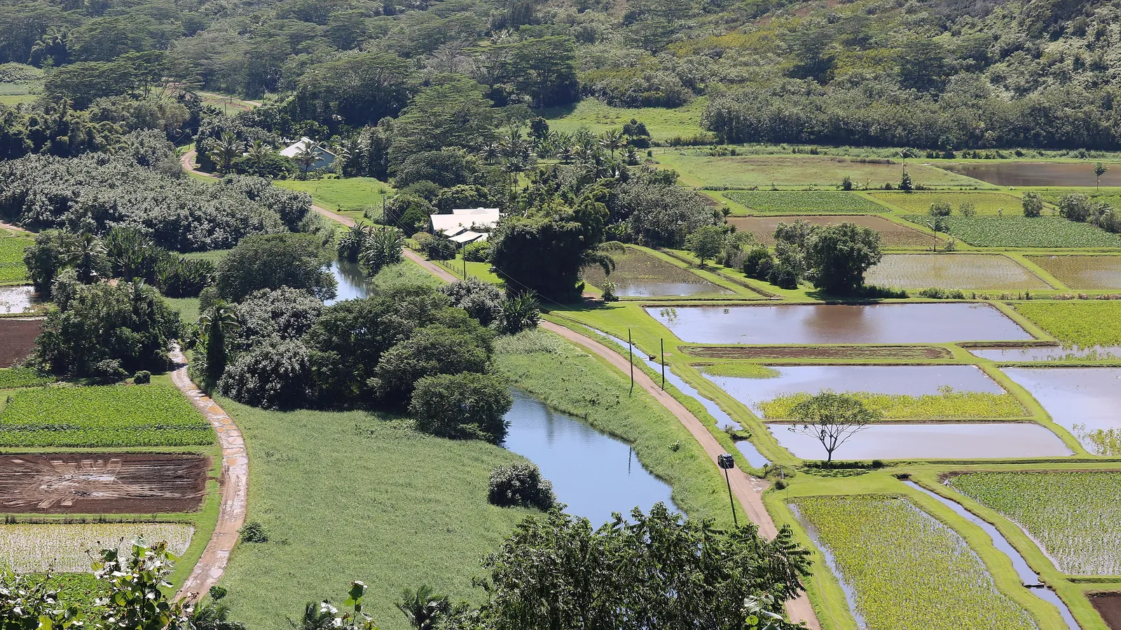 The Hanalei River winding past taro fields in Hanalei Valley