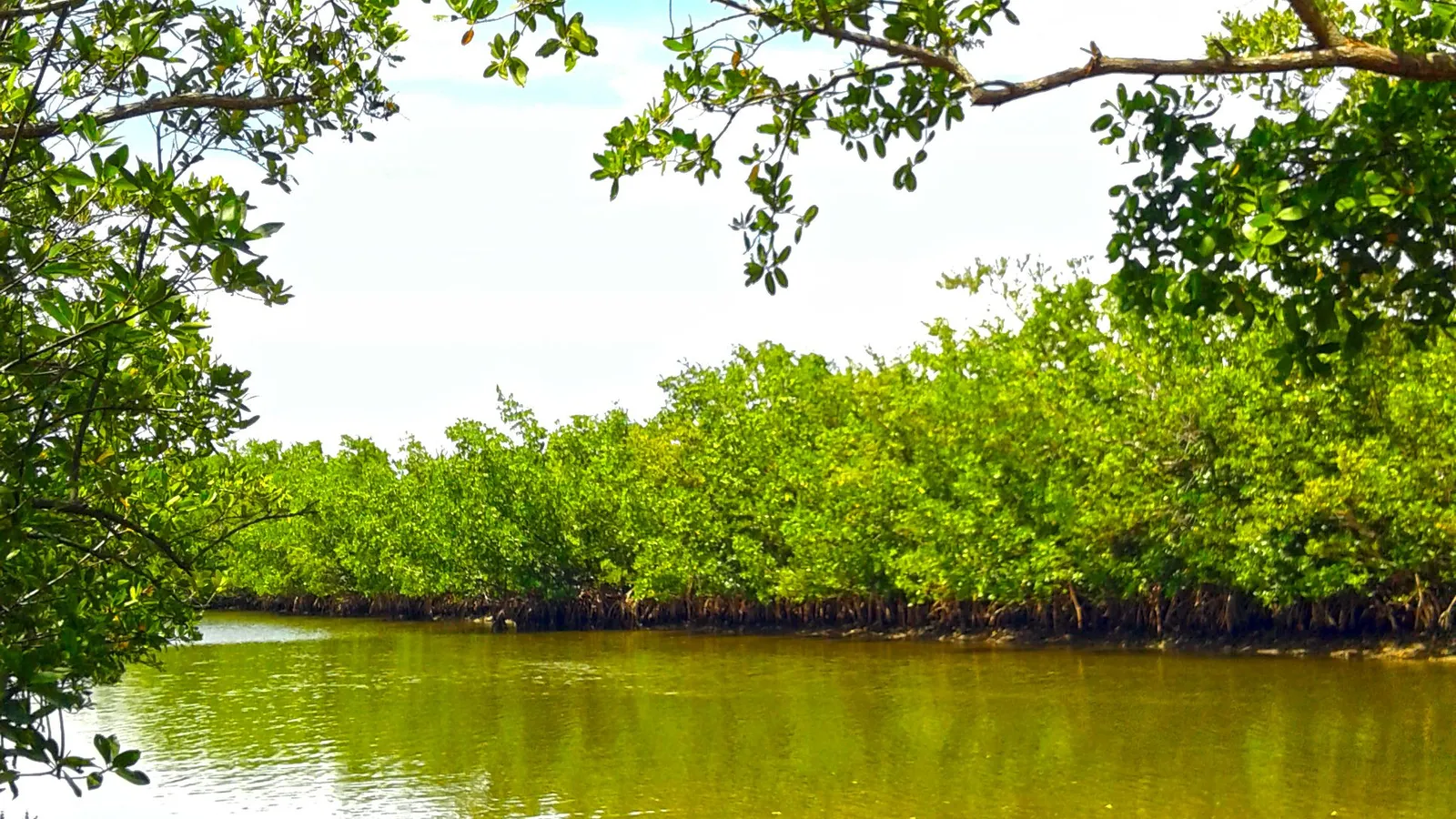 A calm mangrove-lined channel in Oleta River State Park