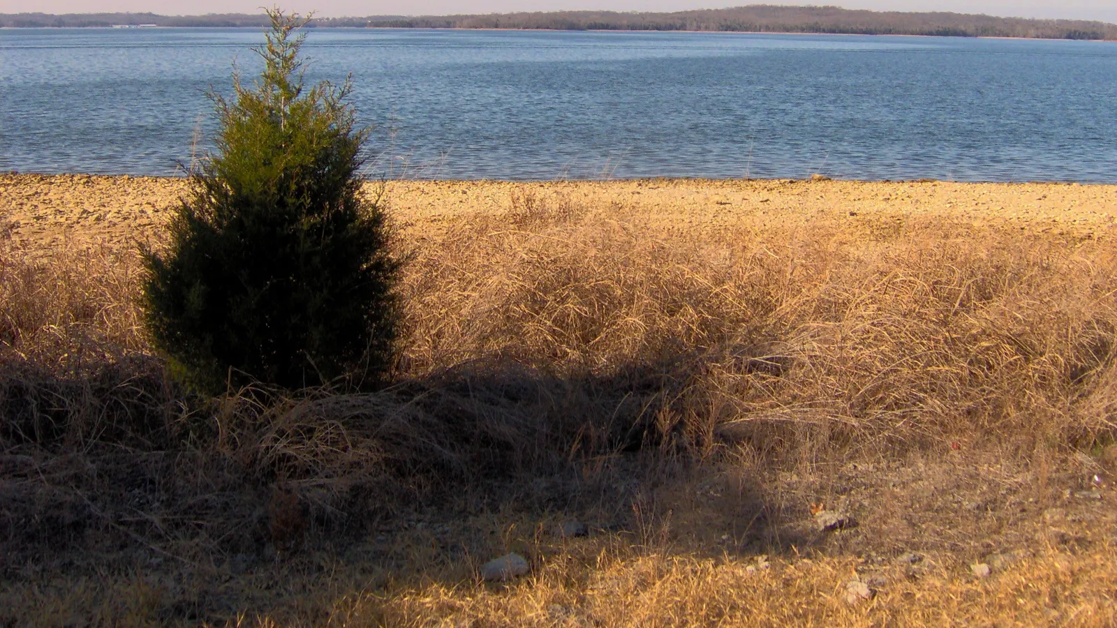 Open water on Percy Priest Lake seen past a cedar tree and dry grass on the shore