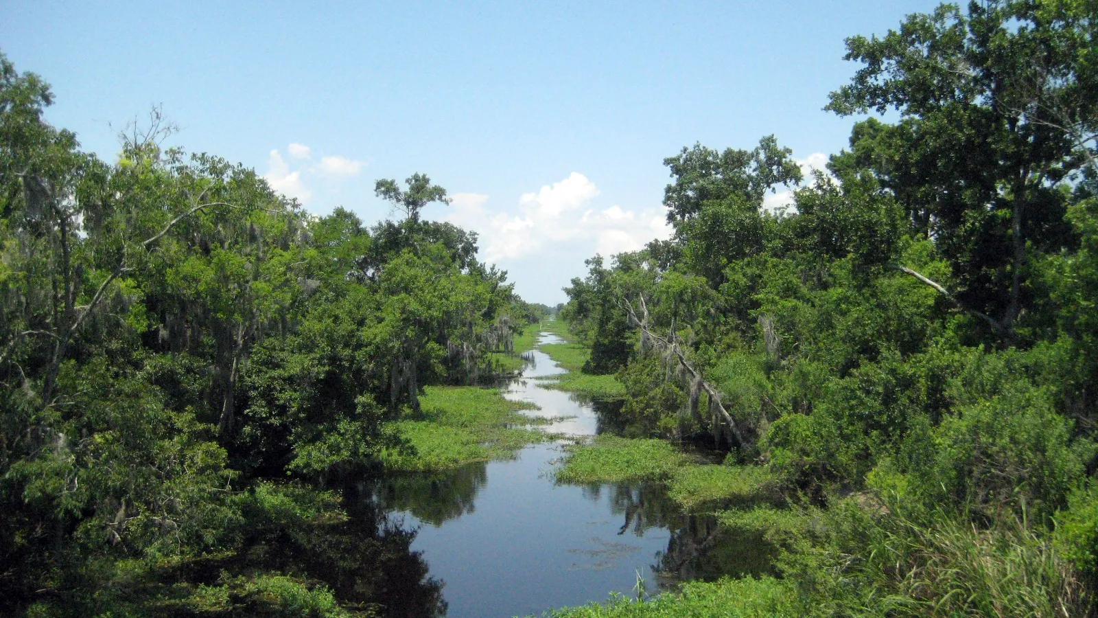 Kenta Canal winding through swamp forest in the Barataria Preserve