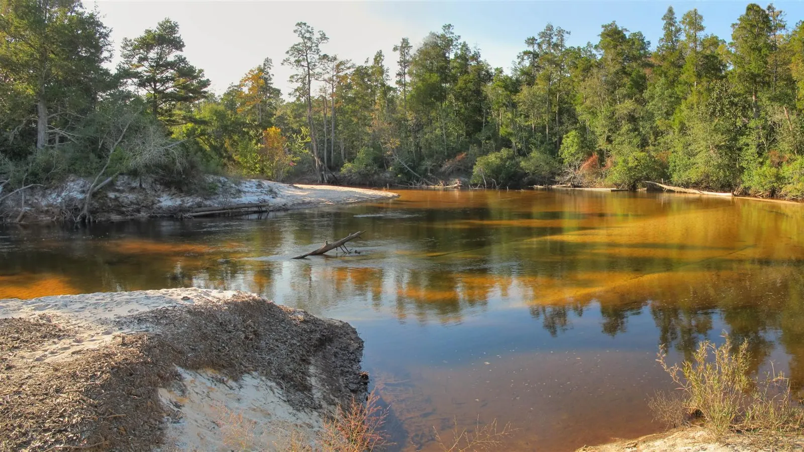 Tea-colored water and white sandbars on the Blackwater River in Blackwater River State Forest