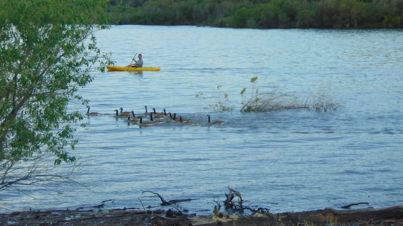 A kayaker and a line of geese on the water in Jordanelle's Hailstone area