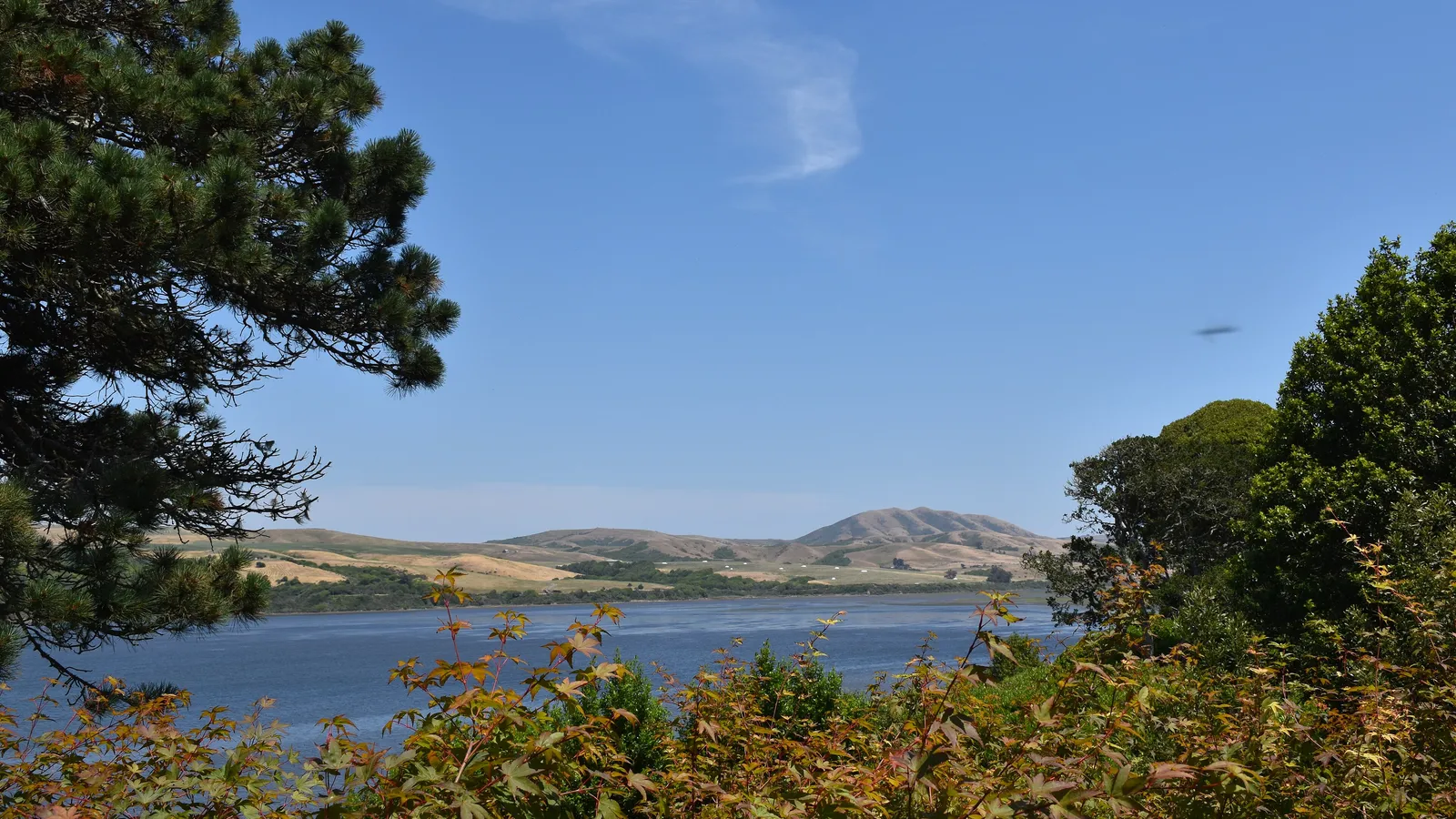 Tomales Bay and the hills beyond, seen through trees from Inverness