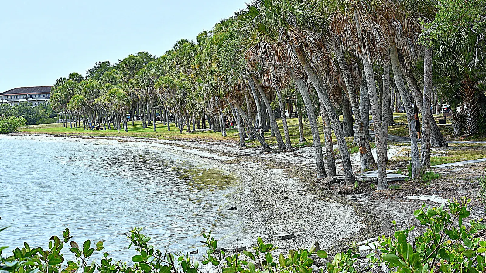 A curving beach lined with palm trees at Maximo Park