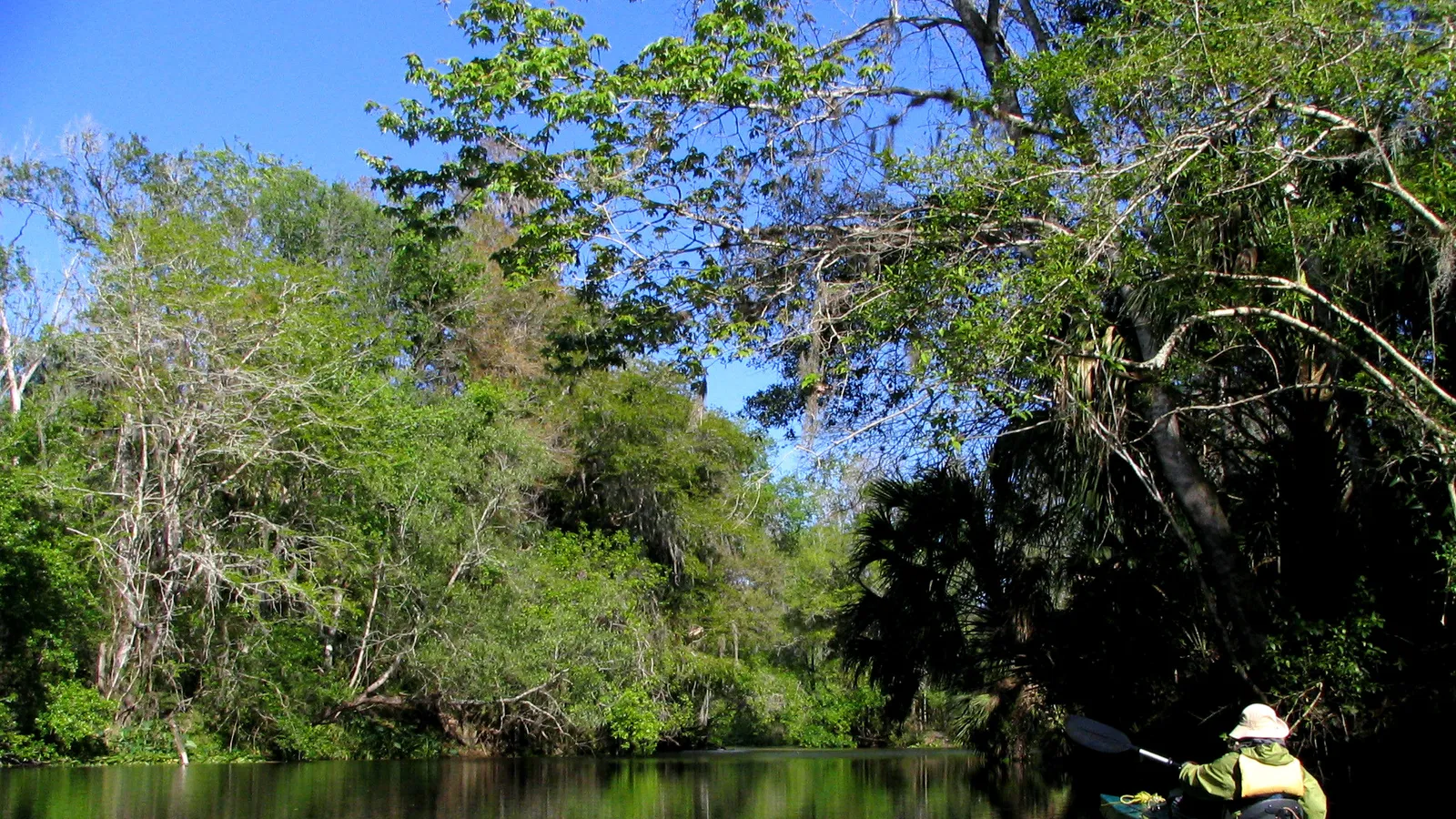 A kayaker paddling under thick green trees on the Hillsborough River in Hillsborough River State Park