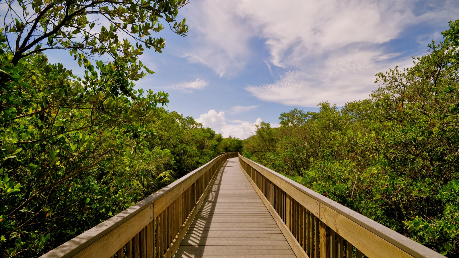 A wooden boardwalk running through mangroves at Weedon Island Preserve