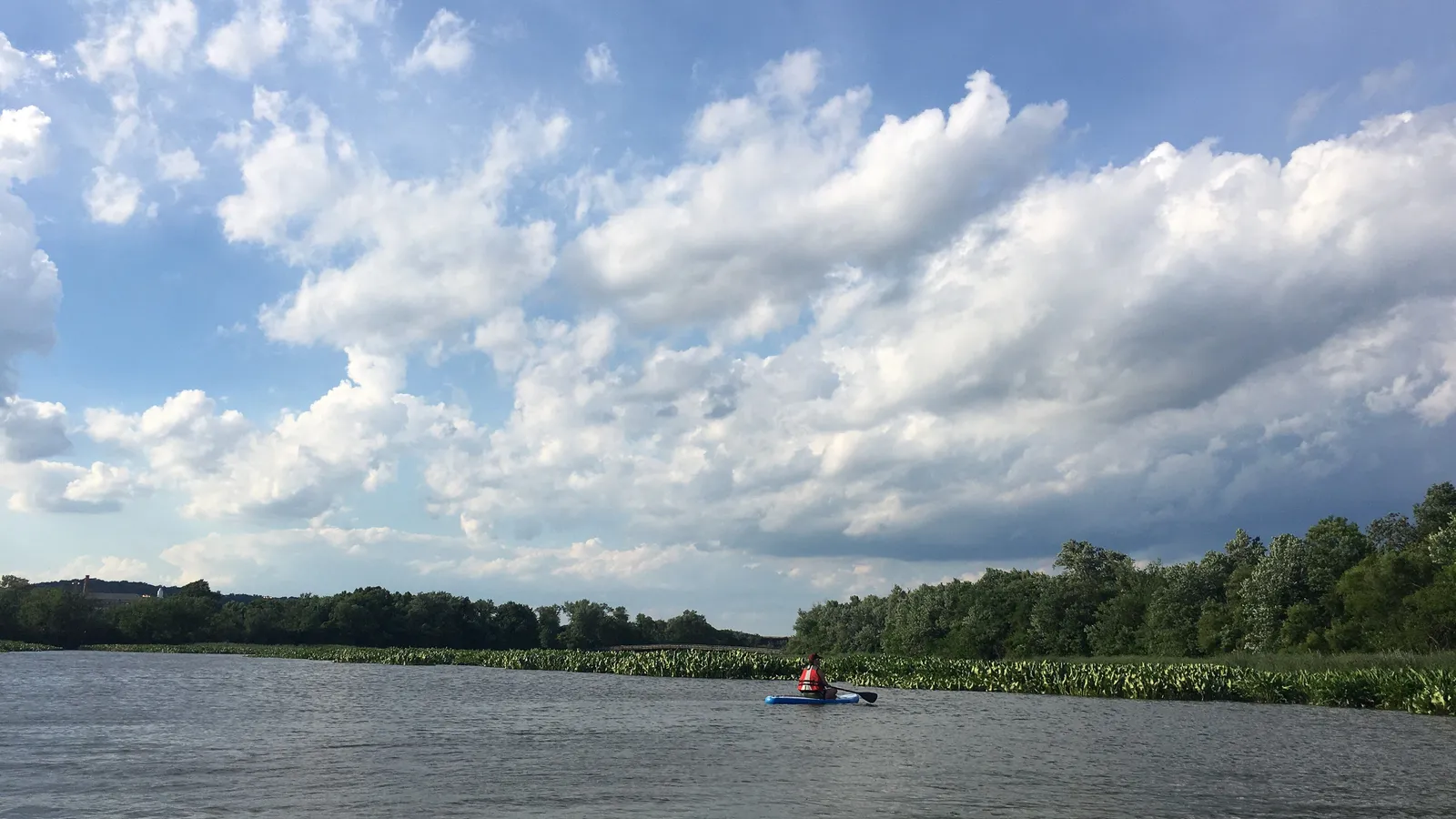 A paddler on the Anacostia River beside the wooded shore of Kingman Island