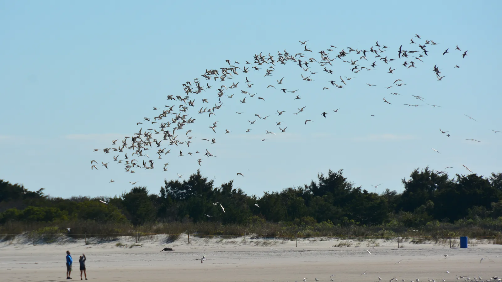 Undeveloped dunes and beach on Masonboro Island, with a flock of birds overhead