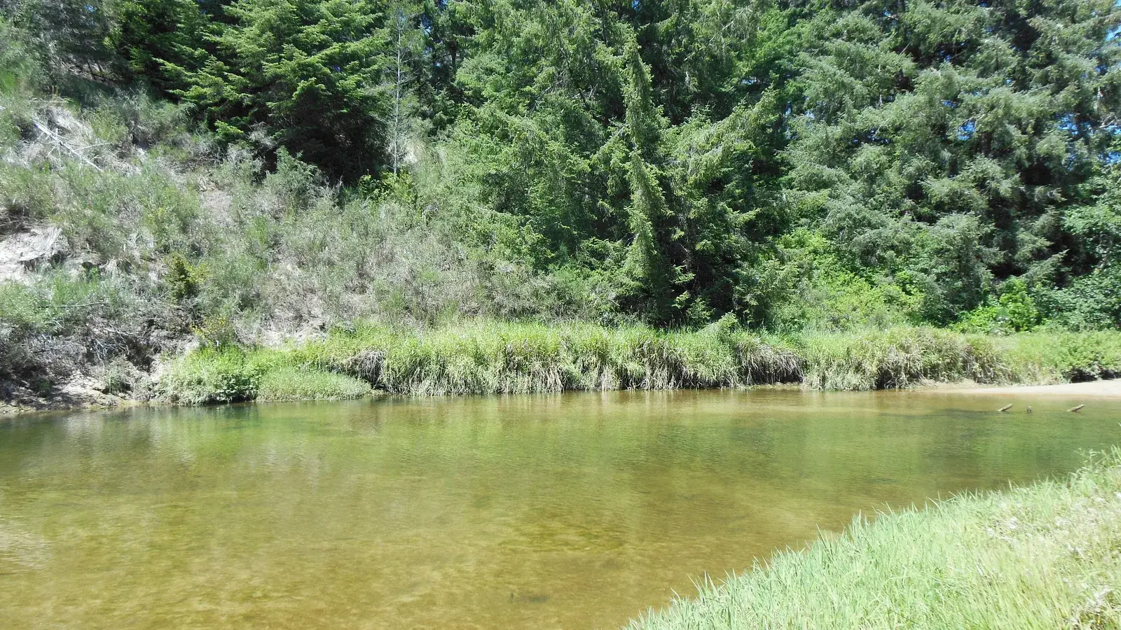 The slow, clear Siltcoos River between grassy, forested banks