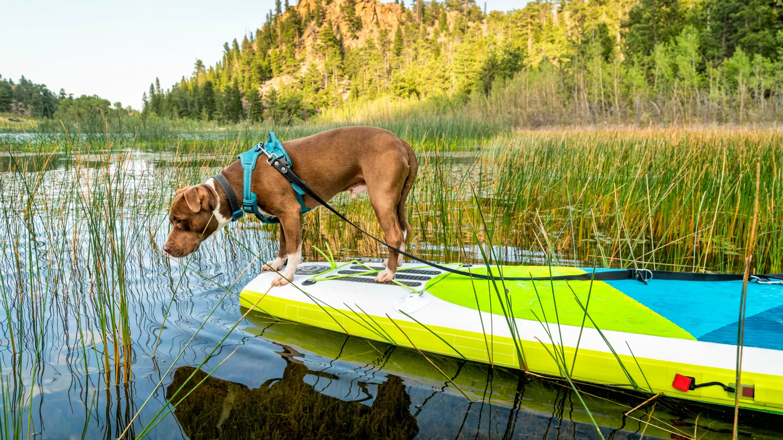 A dog leash is useful on shore when paddle boarding